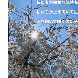 桜の季節の活動